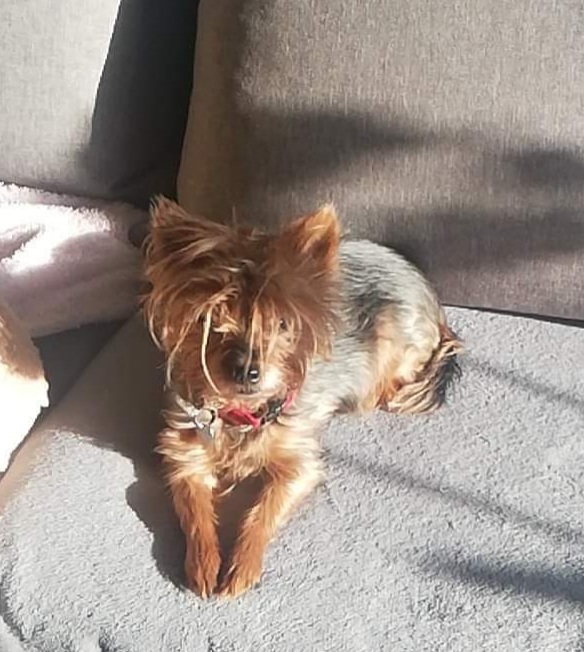 Mały pies rasy yorkshire terrier